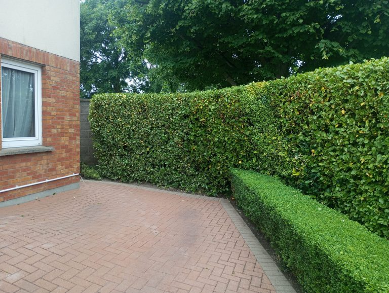 Hedge Sculpting